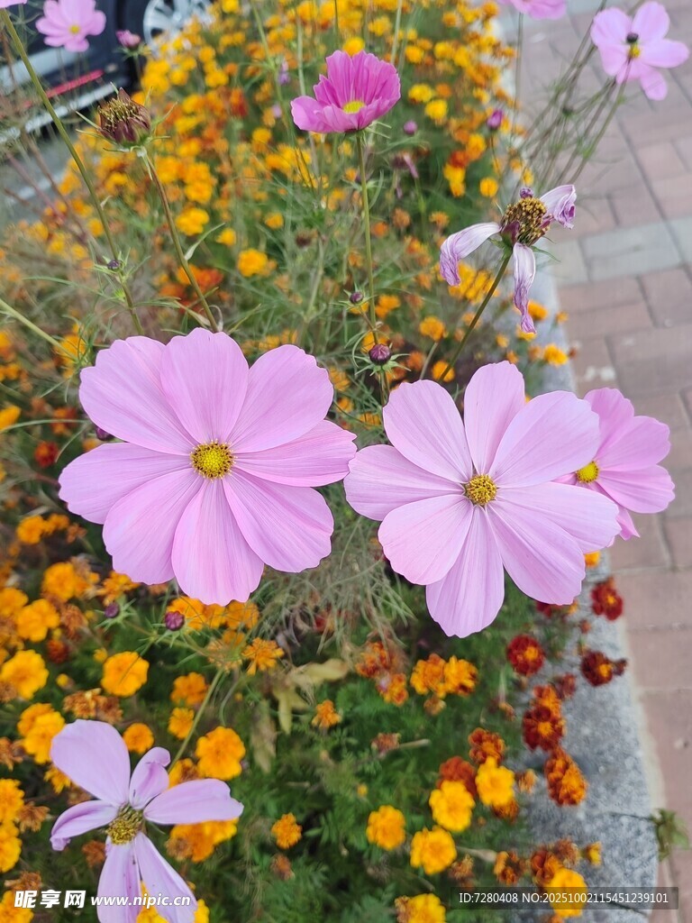 多彩花卉綻放美麗瞬間