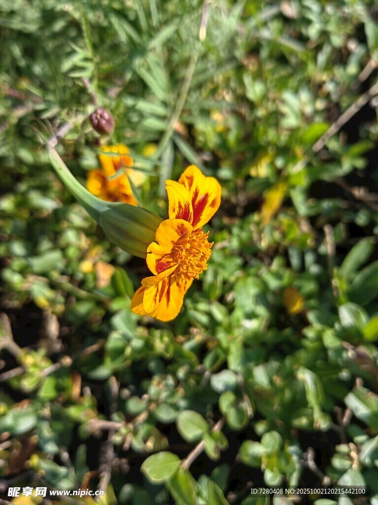 綻放的橙色萬(wàn)壽菊