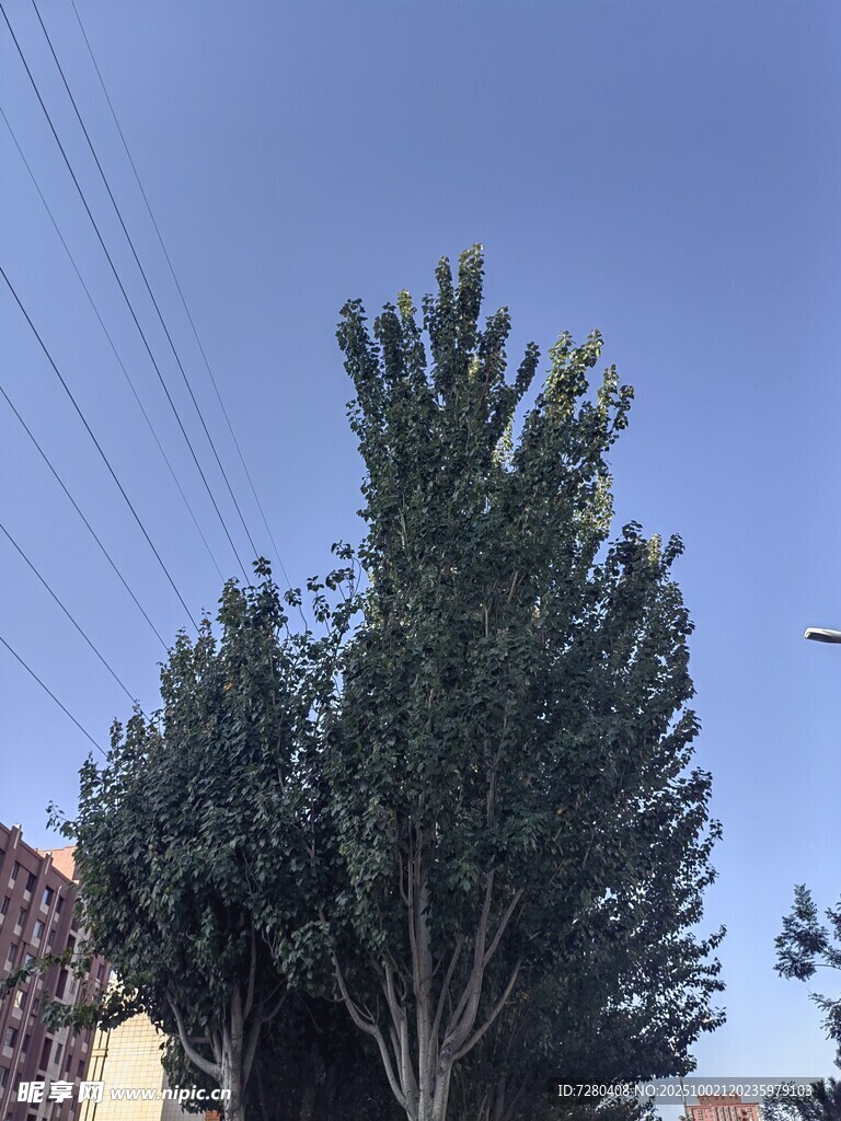 高大綠樹映襯藍天