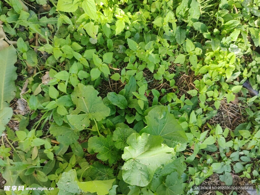 翠綠繁茂的爬藤植物