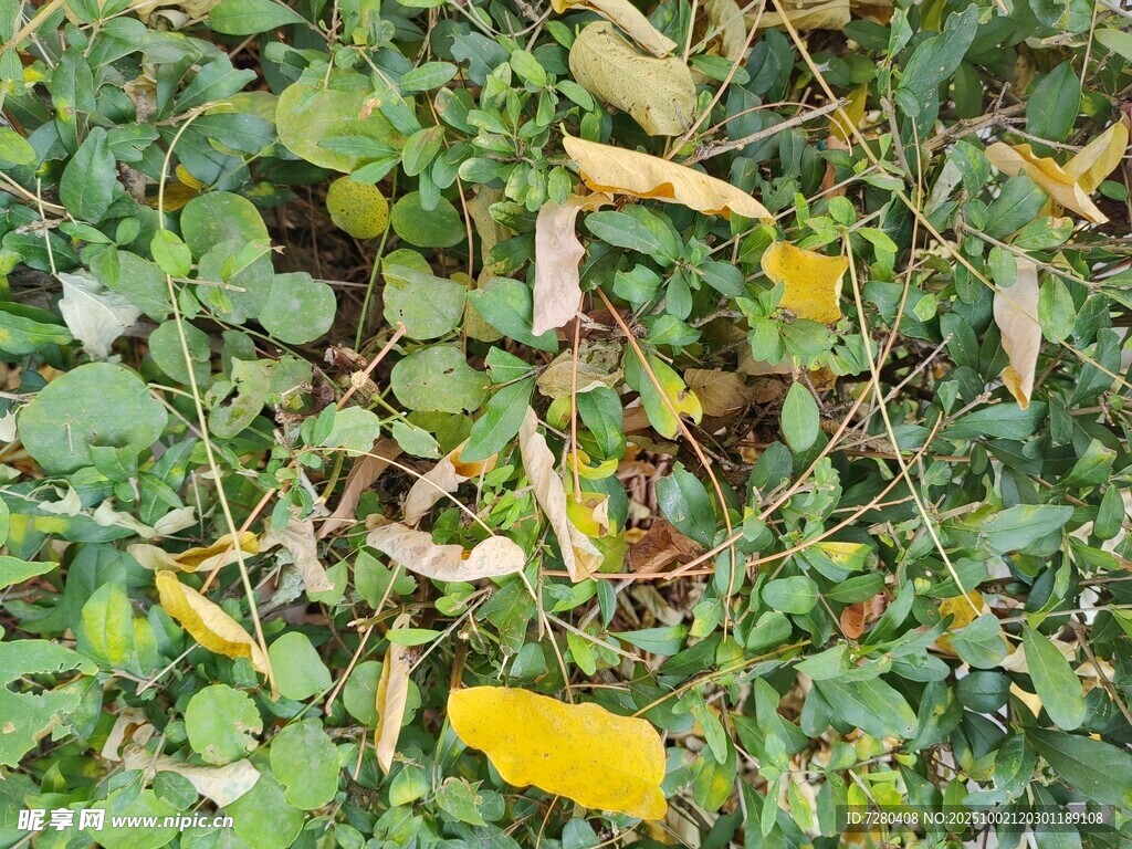 地面上的多彩植物葉片