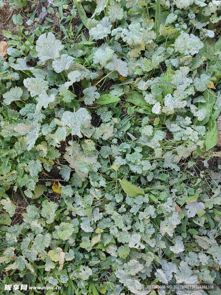 翠綠苔蘚特寫