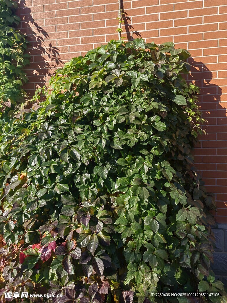 爬滿磚墻的繁茂綠色藤蔓