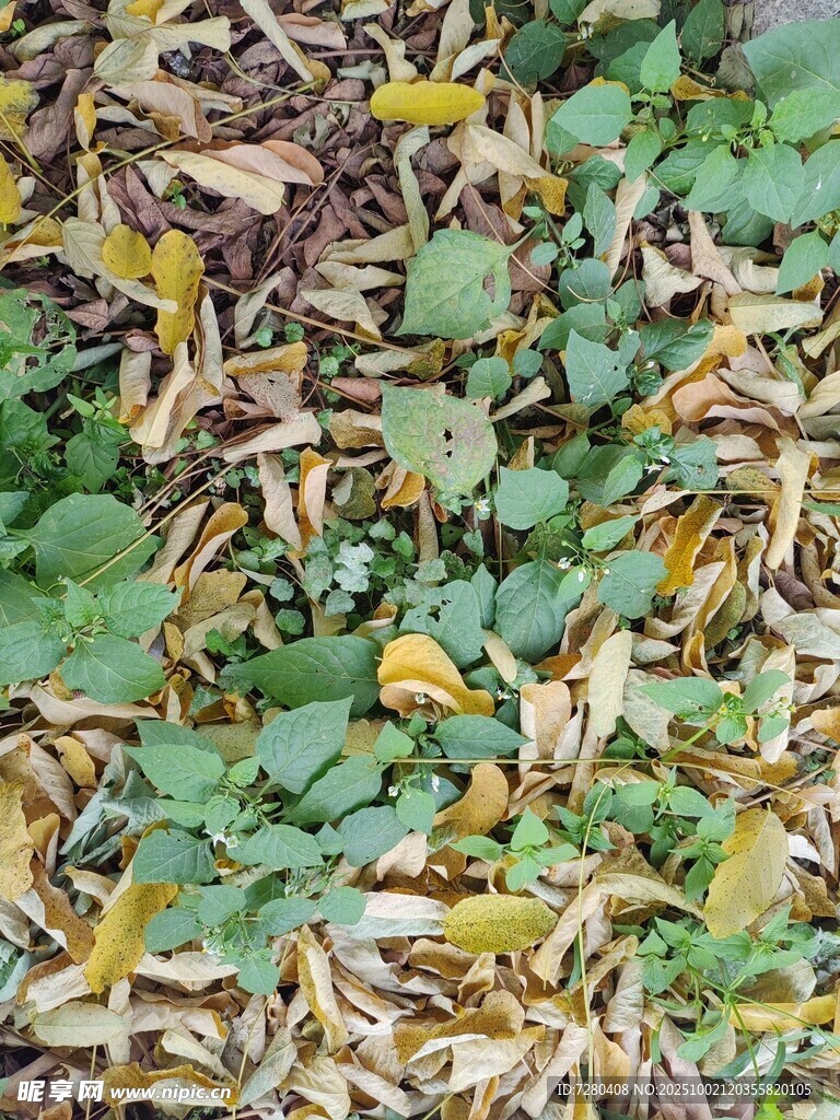 地面落葉與綠植交織景象
