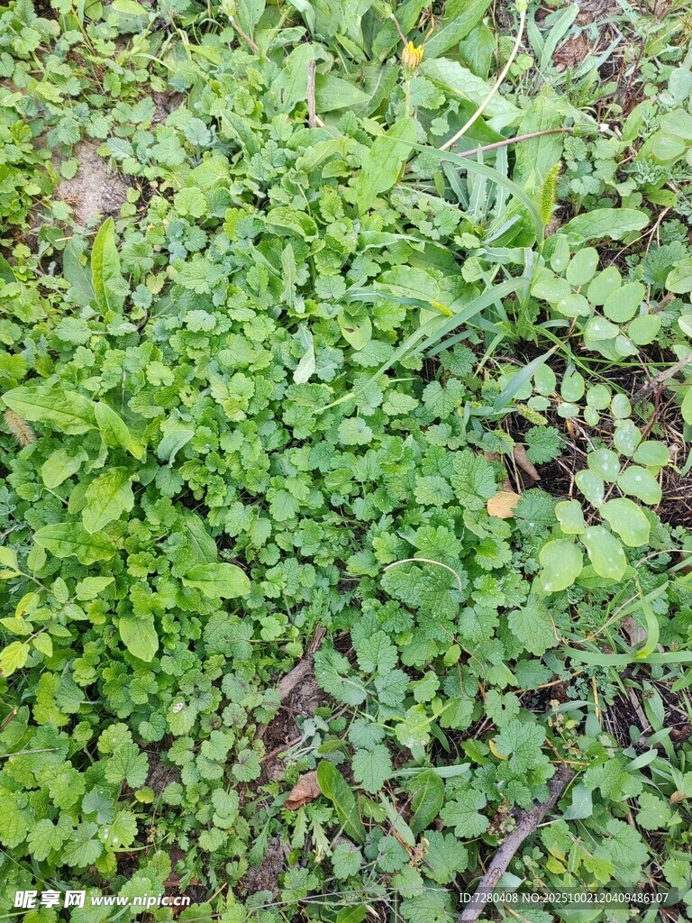 嫩綠繁茂的叢生植物