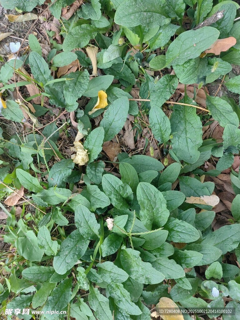 地面上的綠色植物群落