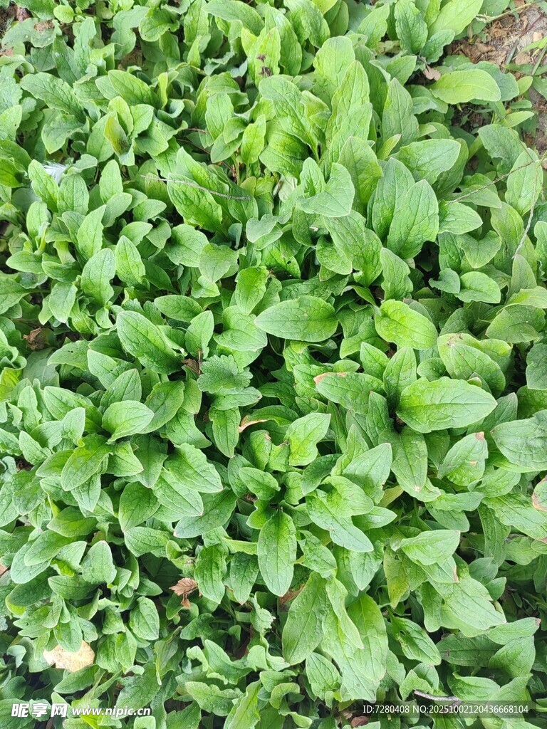 鮮嫩菠菜苗
