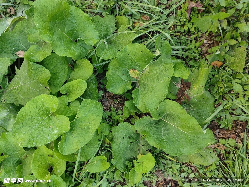 翠綠葉片的生機(jī)植物