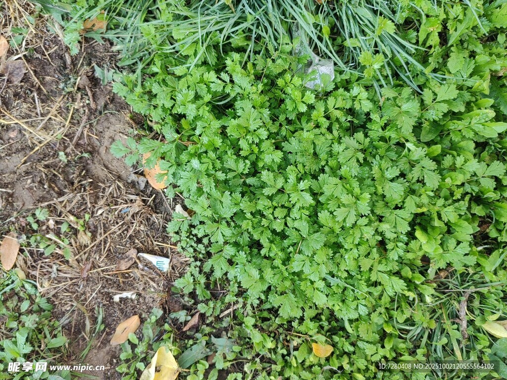 地面上的嫩綠植物