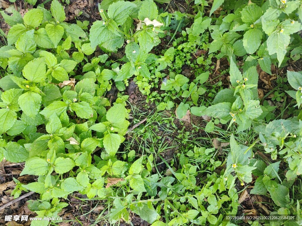 翠綠繁茂的地面植物景觀