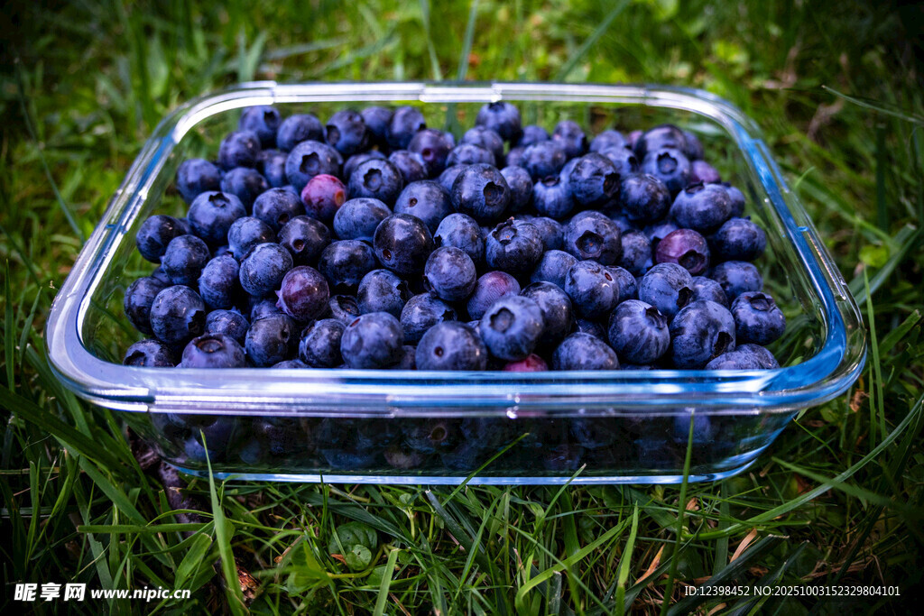 草地上的透明容器裝著藍莓