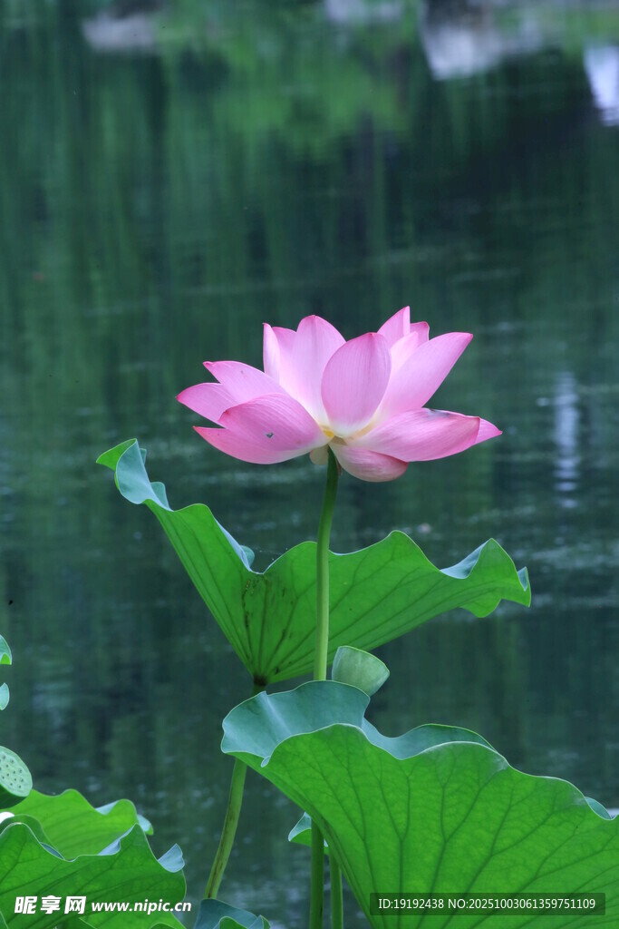 荷花荷葉  