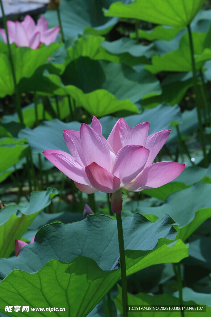 荷花荷葉 