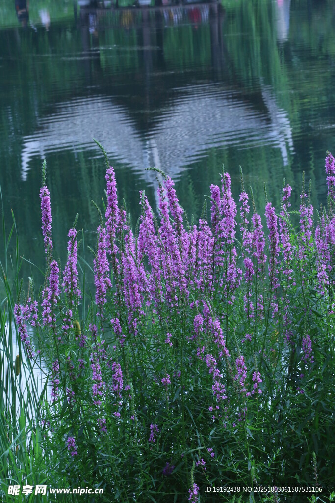 千屈菜  