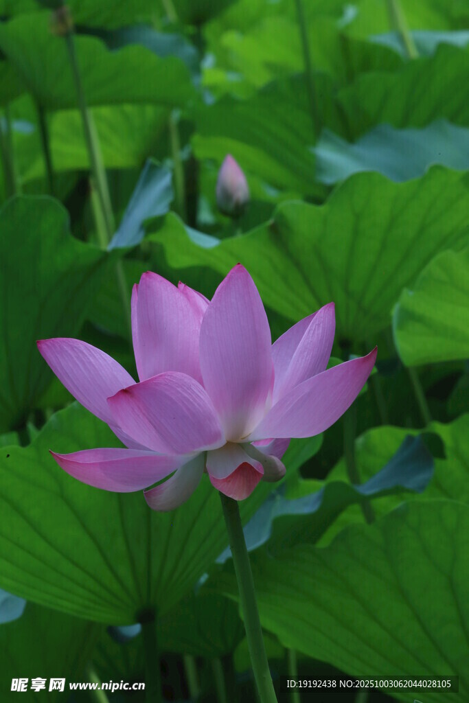 荷花荷葉  