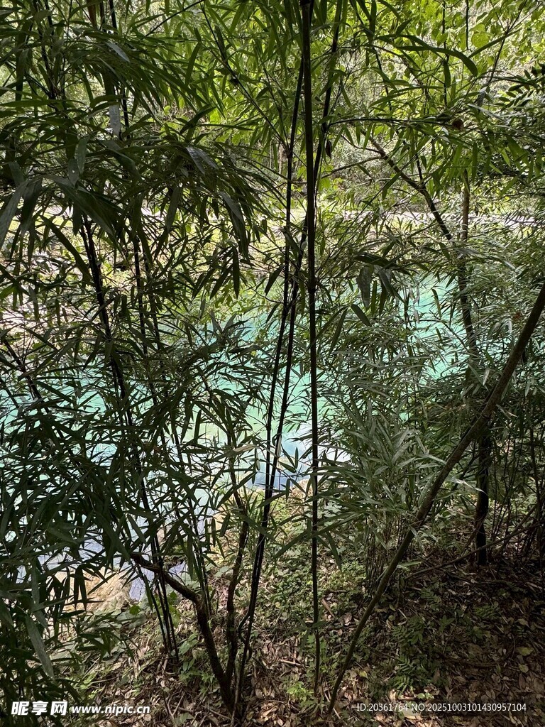 林間幽潭景色