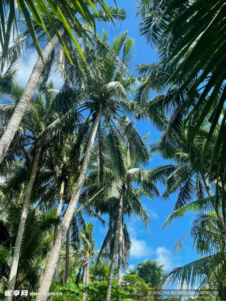 熱帶椰林藍天美景