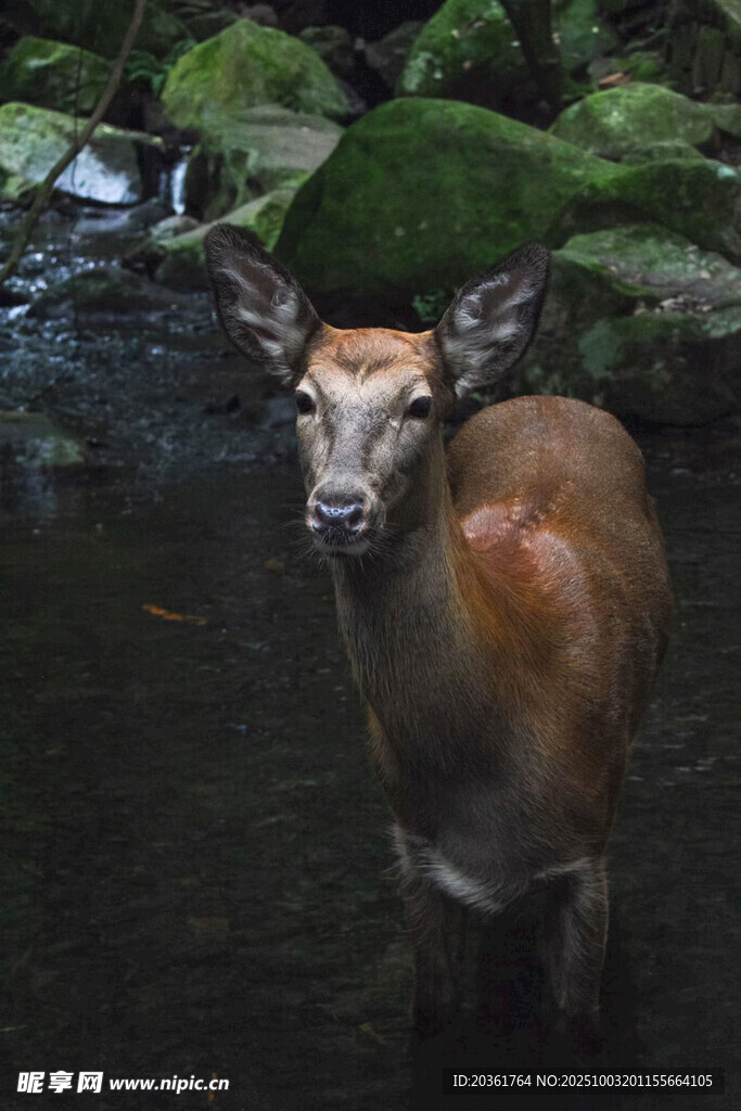 溪邊小鹿