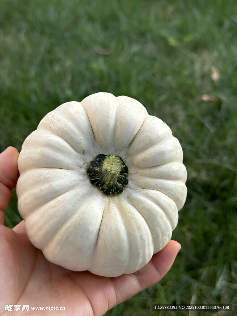 南瓜
