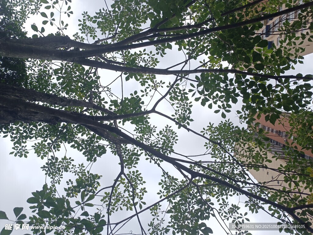 仰視繁茂枝葉