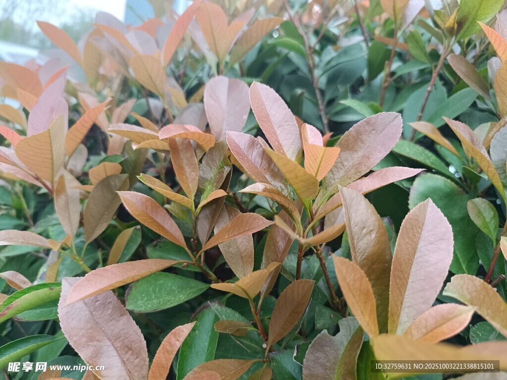 多彩葉片植物特寫