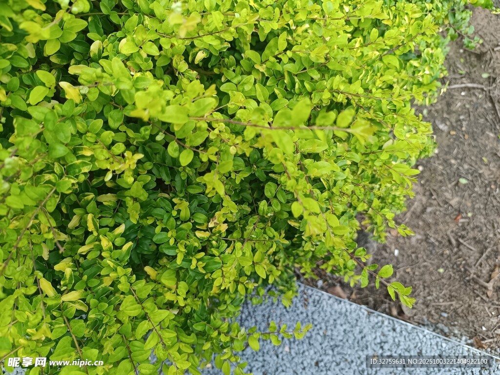 翠綠繁茂的綠植景觀