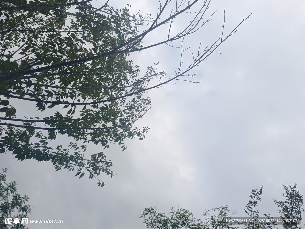 仰視天空中的繁茂樹枝