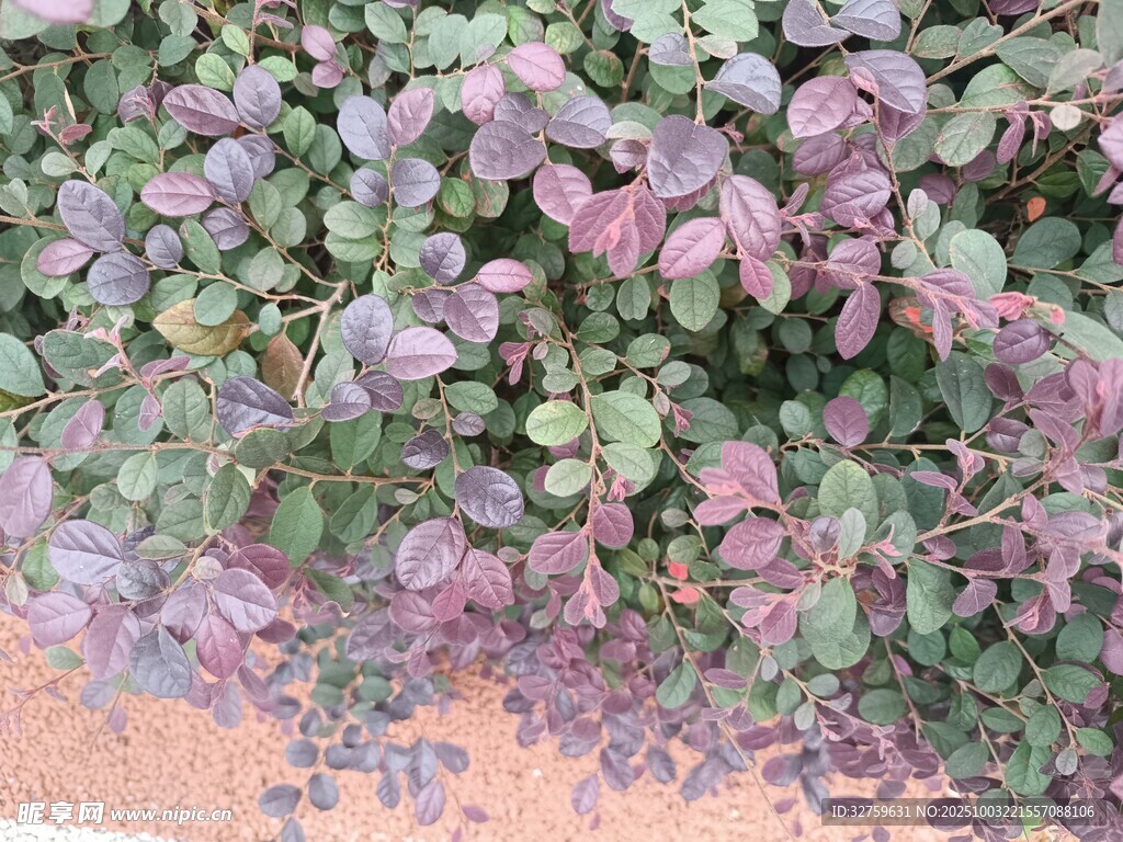紫葉植物特寫(xiě)
