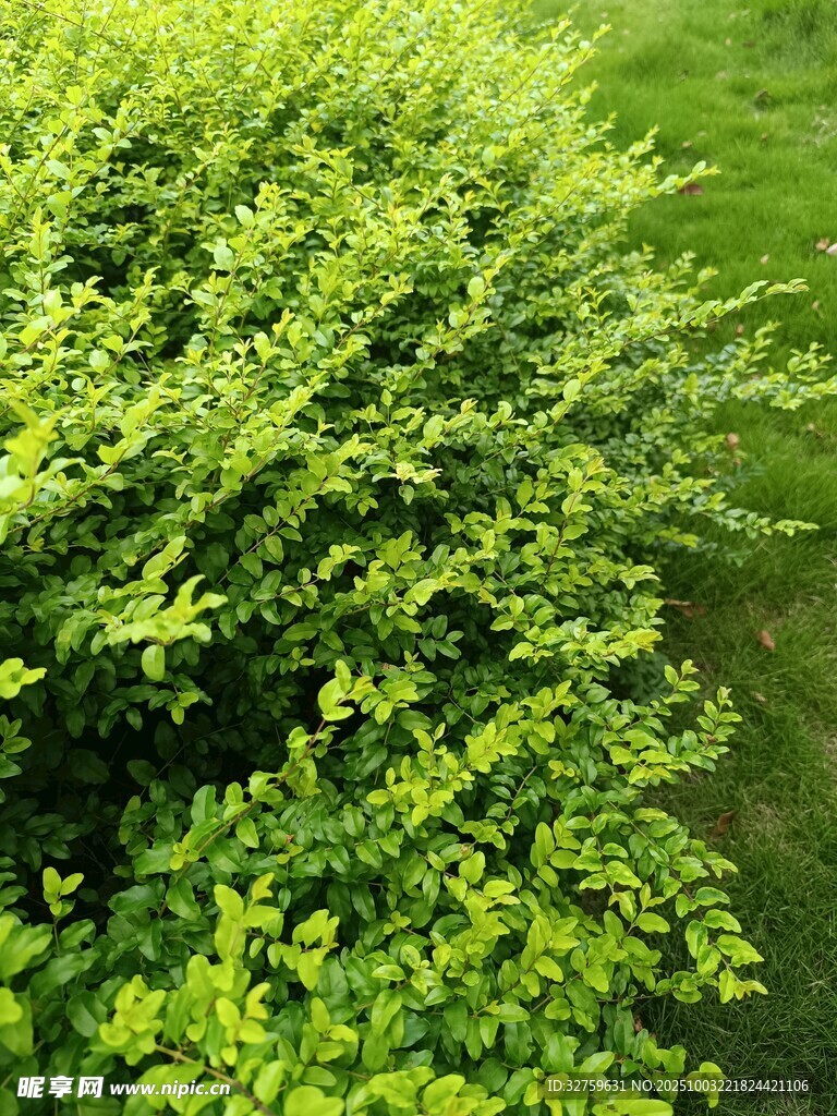 翠綠繁茂的灌木叢
