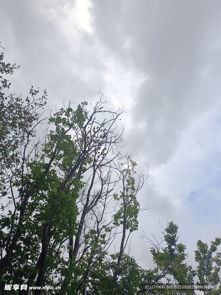 樹林上方的多云天空