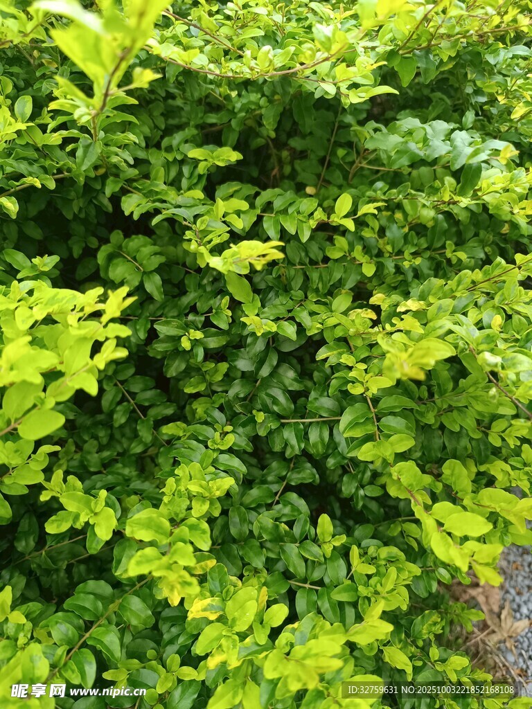 翠綠繁茂的清新植物景觀