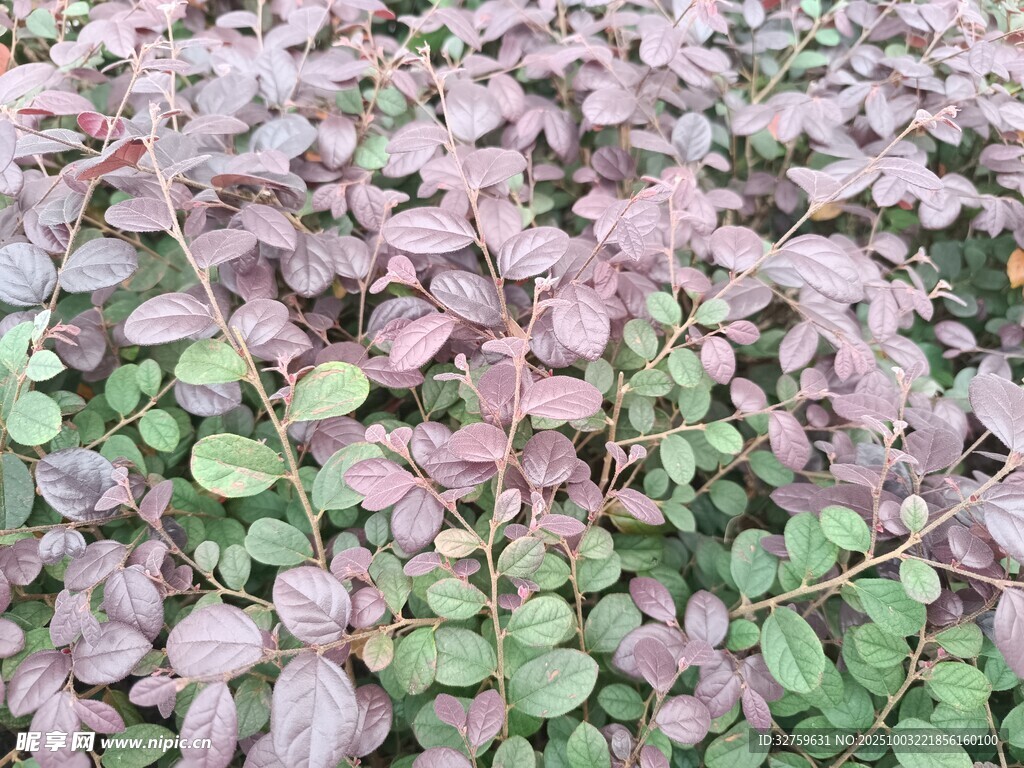 紫葉植物景觀