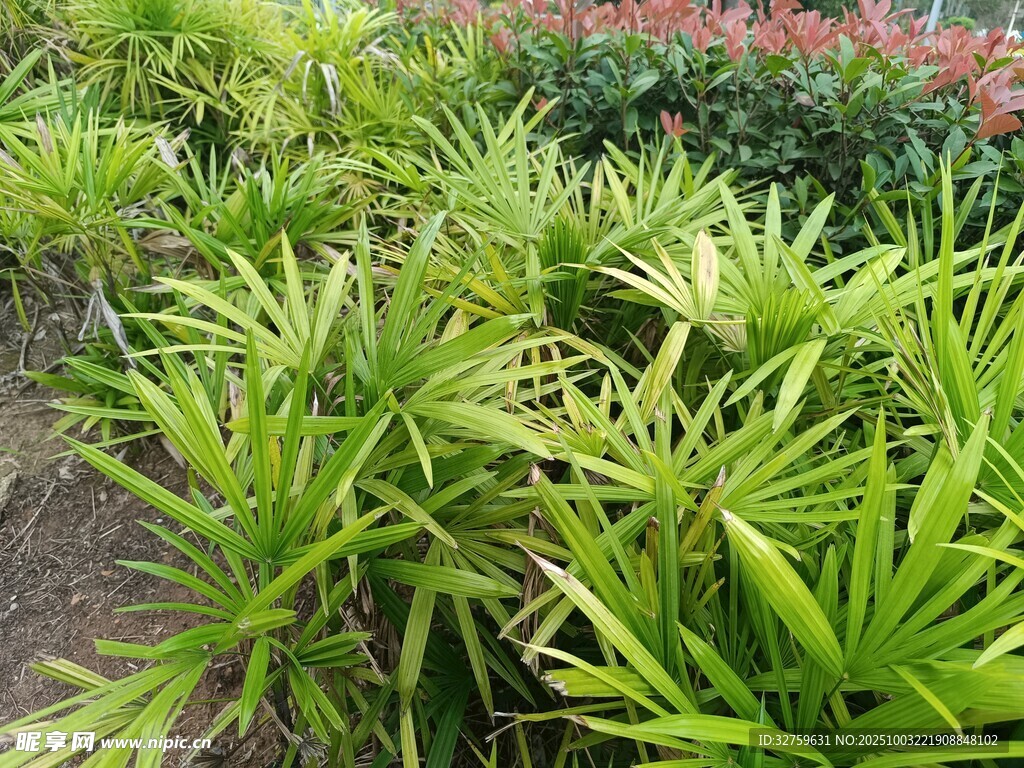 翠綠龍血樹植物景觀