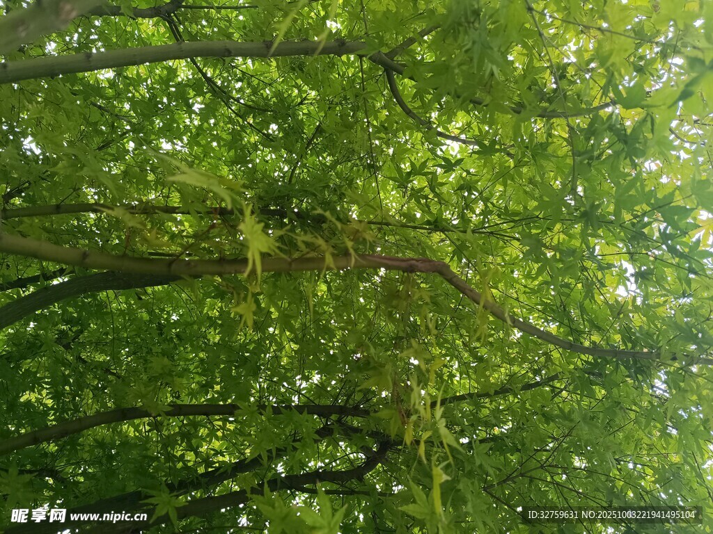 茂密樹林中的綠意景象