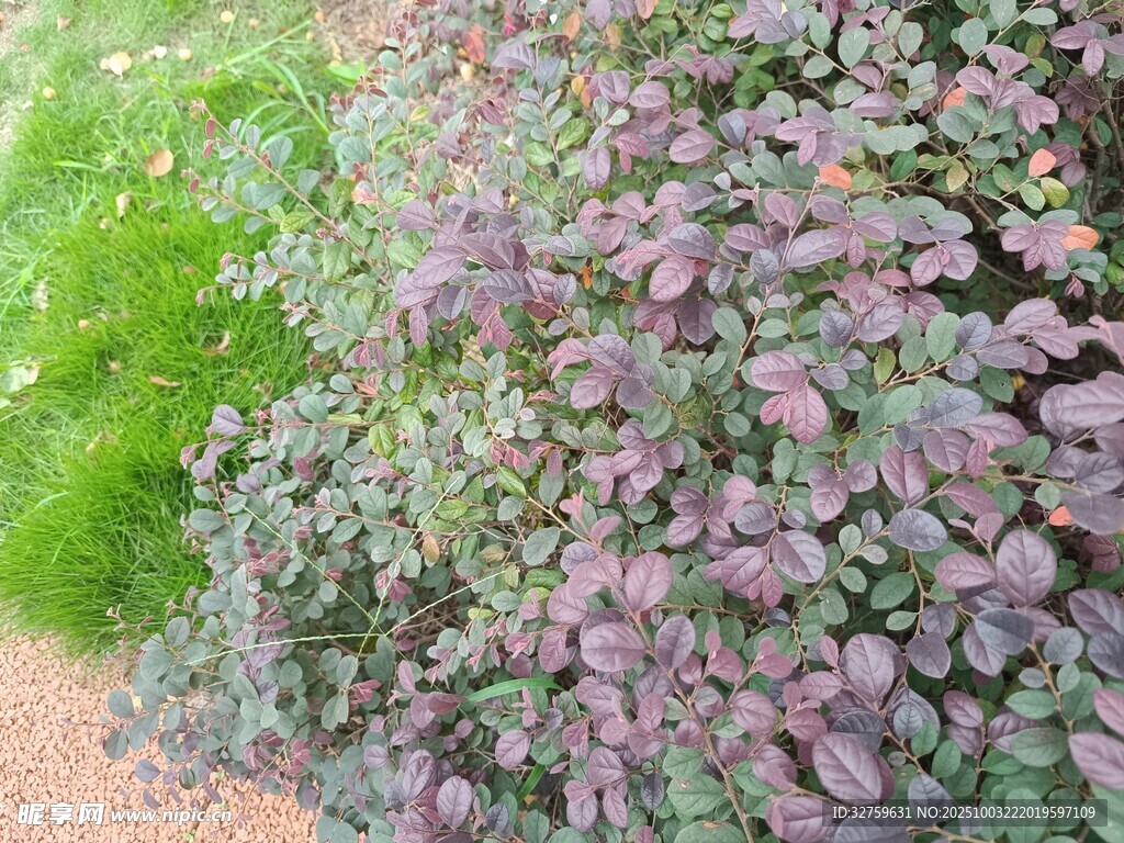 紫色植物與綠色植物相伴