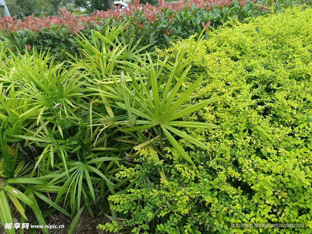 翠綠繁茂的多樣植物景觀