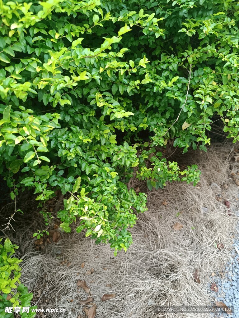 綠葉覆蓋的地面景觀