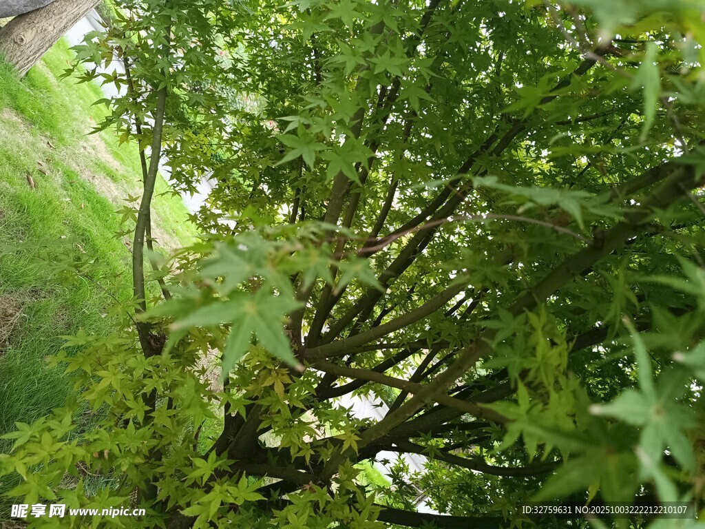 仰視蔥郁樹木景觀