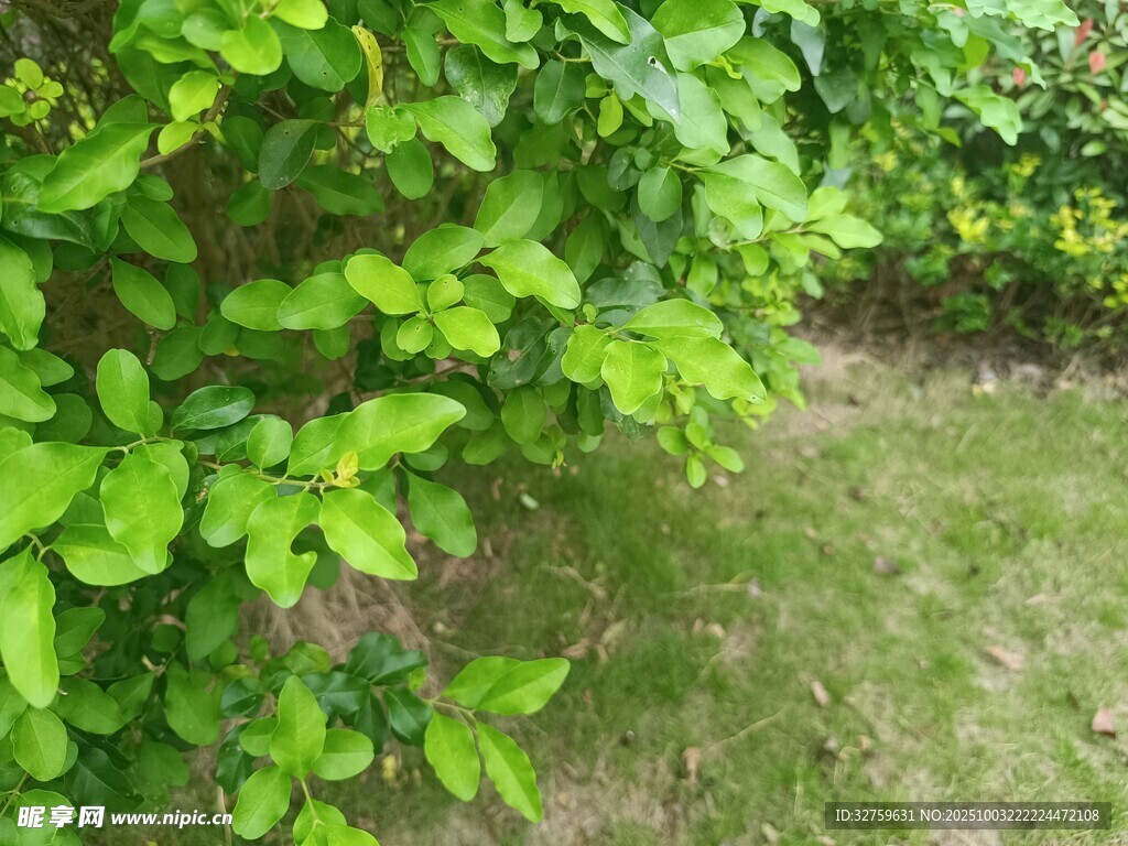 翠綠灌木與草地景致