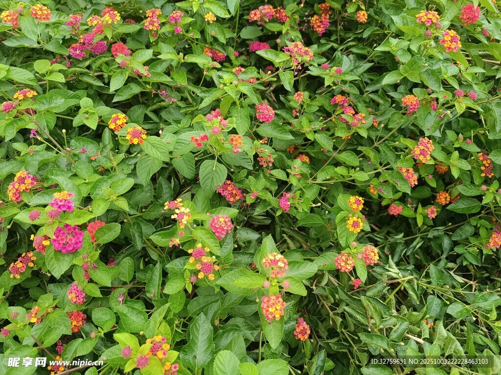 多彩花卉綠植景觀