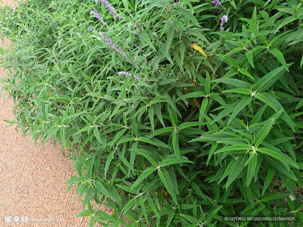 茂盛綠植