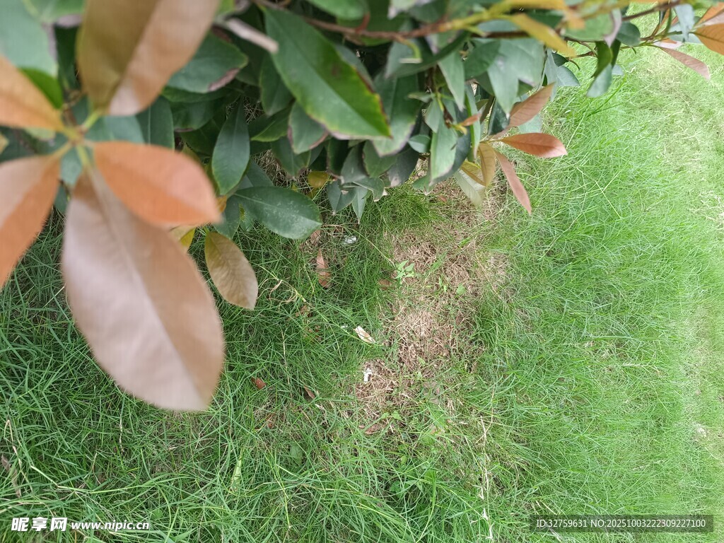 綠葉間的多彩葉片特寫