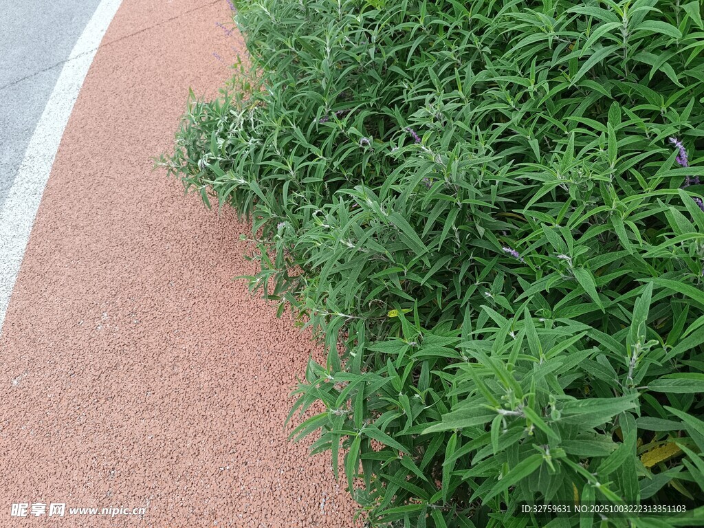 路邊翠綠繁茂的叢生植物