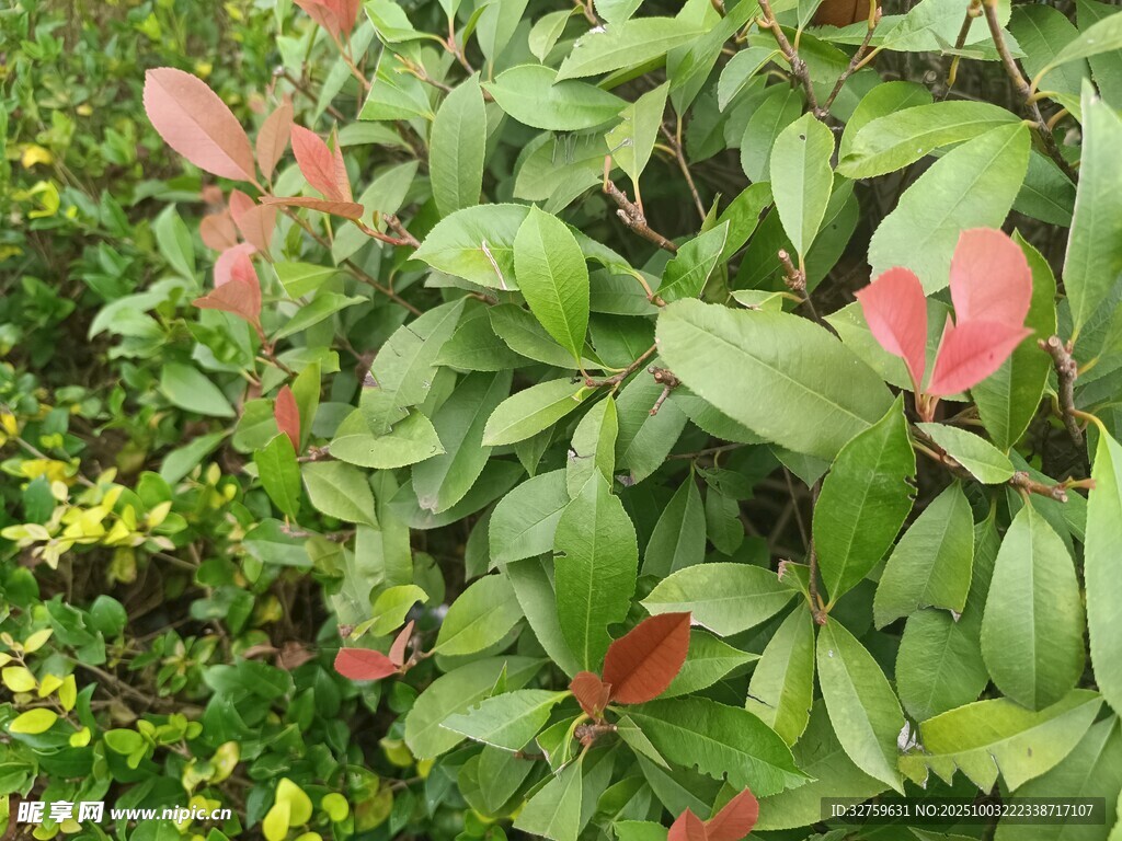 多彩葉片植物景觀