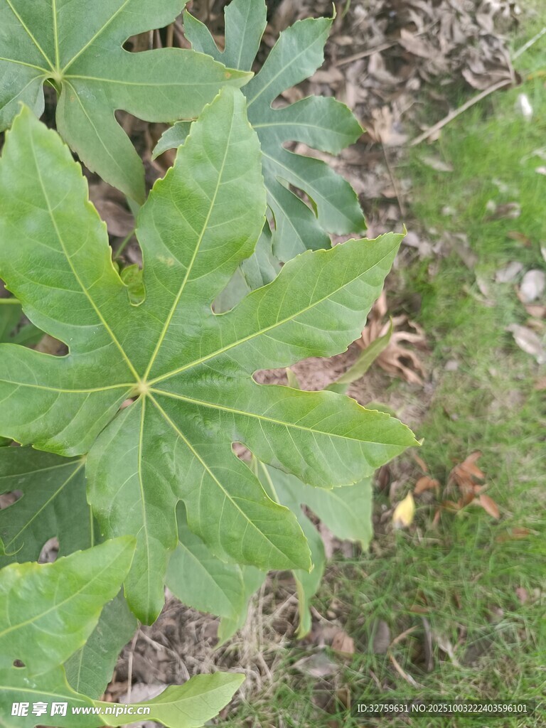 大葉片植物特寫