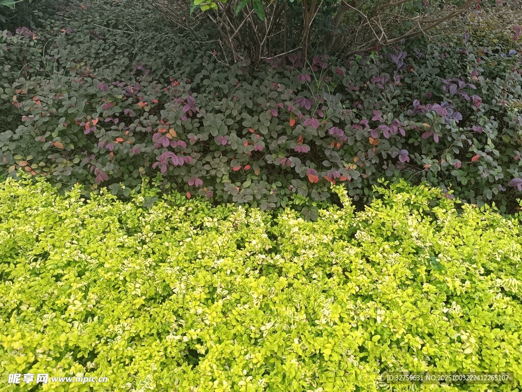 翠綠植物景觀