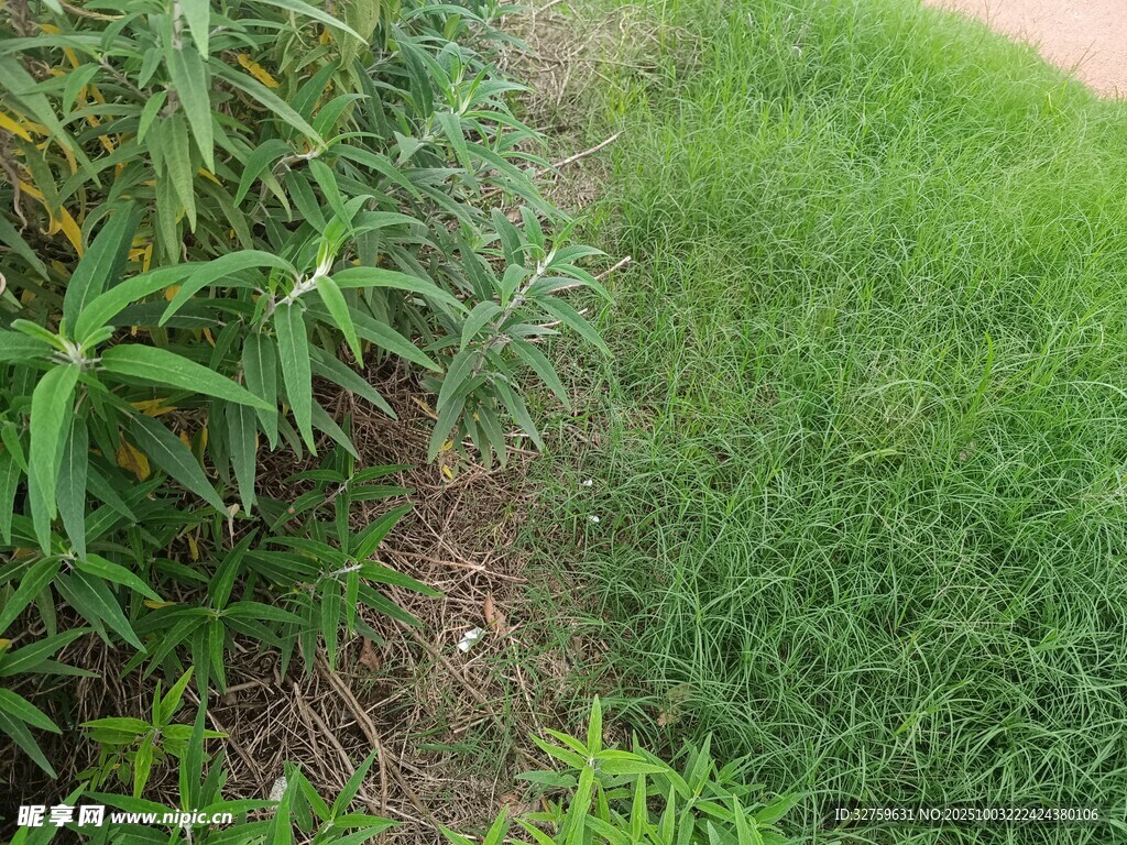 草地旁的綠植景觀