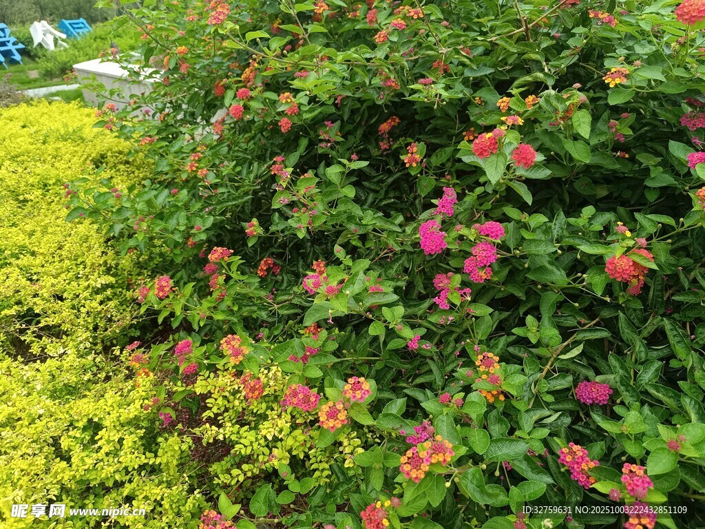 多彩花卉綠植景觀