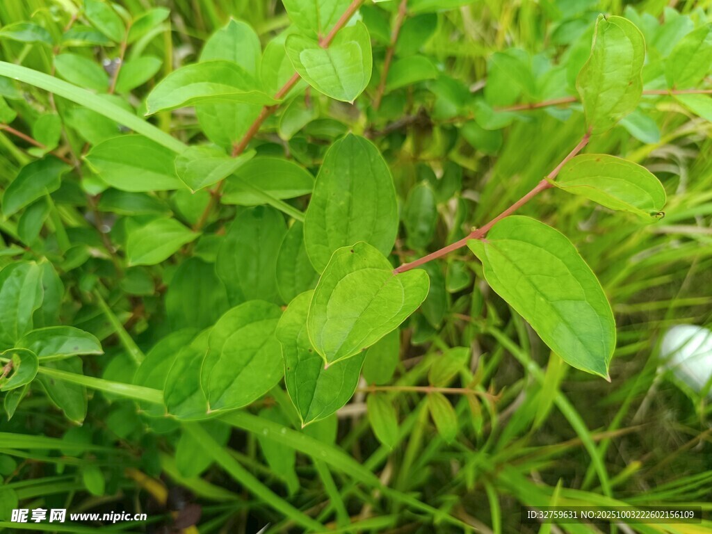 翠綠植物生機勃勃景象