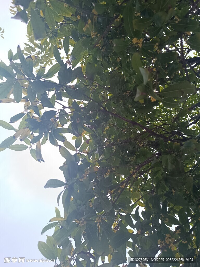 枝葉繁茂的綠樹景象